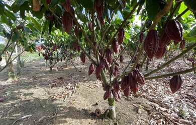 Imagem 6: Sitio 13 ha Porteira Fechada