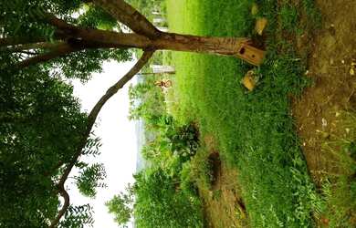 Imagem 1: Vendo uma fazenda. 