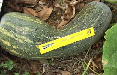 Imagem 11: Santana de Parnaíba - Casa de Condomínio - PORTAL DAS ACACIAS