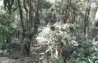 Imagem 13: Terreno à venda em Canela