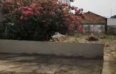 Imagem 5: Terreno à venda em Campinas, Parque Industrial, com 500 m²