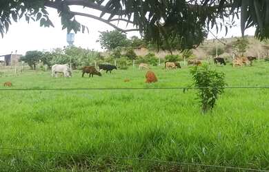 Imagem: A fazenda possui 100.000m² de Área e está localizado em