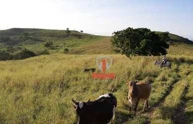 Imagem 6: Fazenda à venda 58 Alqueires por R$ 8.700.000 - Rural - Rio Bom/Paraná