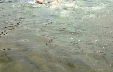 Imagem: A chácara possui 7000m² de Área e está localizado em Ingá