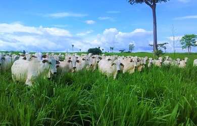 Imagem: A fazenda possui 7400m² de Área e está localizado em Cantá