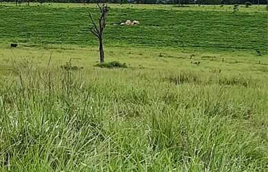 Imagem 9: Fazenda no Goiás. 