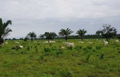 Imagem: A fazenda possui 400000m² de Área e está localizado em Centro