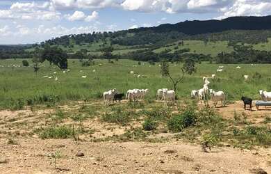 Imagem 6: Vendo Fazenda com 77 Alqueires, Plana e Beira de Asfalto em Padre Bernardo-GO