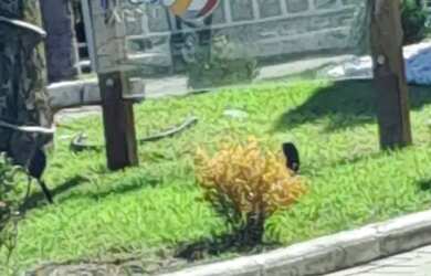 Imagem 10: TFA Apartamento de 2 dormitórios no Parque Aeroporto - Taubaté - SP