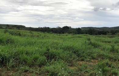 Imagem 13: Vendo Fazenda com 77 Alqueires, Plana e Beira de Asfalto em Padre Bernardo-GO