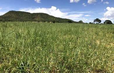 Imagem 11: Vendo Fazenda com 77 Alqueires, Plana e Beira de Asfalto em Padre Bernardo-GO