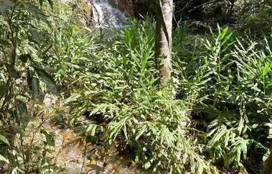 Imagem 4: Fazenda à venda, ÁREA RURAL DE UBERLÂNDIA - Uberlândia/MG