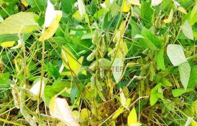 Imagem 8: Fazenda à venda, 6100 Hectares por R$ 770.000 - Zona Rural - Nova Maringá/MT