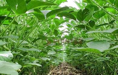 Imagem 6: Fazenda à venda, 6100 Hectares por R$ 770.000 - Zona Rural - Nova Maringá/MT