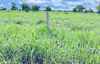 Imagem 15: Fazenda à Venda no Município de Flores de Goiás
