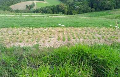 Imagem: O terreno possui 600m² de Área e está localizado em Centro