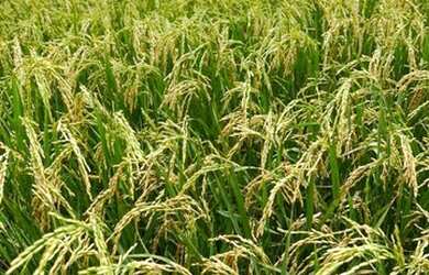 Imagem: A fazenda possui 501m² de Área e está localizado em RO à