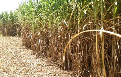 Imagem 15: OPORTUNIDADE ÚNICA Fazendinha de 38 hectares as margens da BR a 12 km...