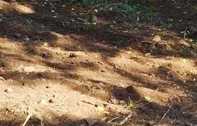 Imagem 4: Sítio / Chácara para Venda em Nova Petrópolis, Linha Riachuelo