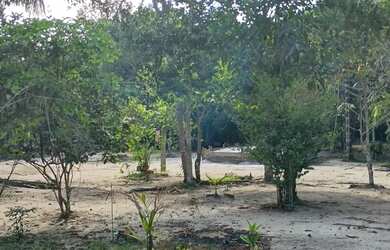 Imagem 2: Vende se um sítio na estrada de novo Airão,150 de frente por 1000 de...