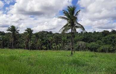 Imagem: A fazenda possui 35m² de Área e está localizado em Nazaré