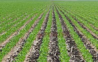 Imagem: A fazenda possui 61.000.000m² de Área e está localizado