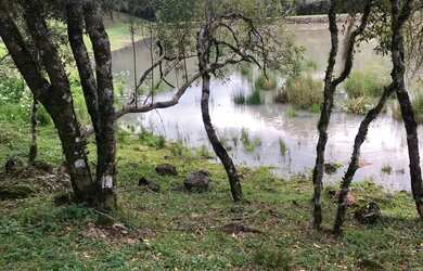 Imagem 14: Vendo chácara de 3,6 hectares na localidade da boca da serra