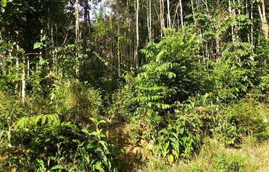 Imagem: O terreno está localizado em Lago Azul, Manaus à venda por