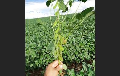 Imagem 4: Fazenda à venda, 6100 Hectares por R$ 770.000 - Zona Rural - Nova Maringá/MT