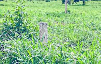 Imagem 3: Fazenda à Venda no Município de Flores de Goiás