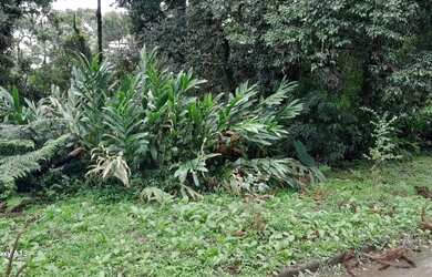 Imagem 4: Terreno à venda em Canela