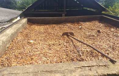 Imagem 4: Vendo Fazenda De Cacau Em Gandu