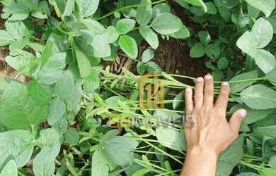 Imagem 3: Fazenda à venda, 6100 Hectares por R$ 770.000 - Zona Rural - Nova Maringá/MT