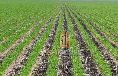 Imagem 1: Fazenda à venda, 6100 Hectares por R$ 770.000 - Zona Rural - Nova Maringá/MT