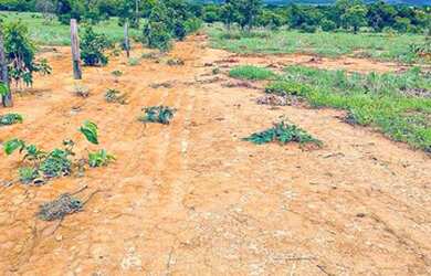 Imagem 8: Fazenda à Venda no Município de Flores de Goiás