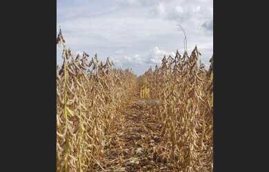 Imagem 13: Fazenda à venda, 6100 Hectares por R$ 770.000 - Zona Rural - Nova Maringá/MT