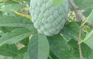 Imagem 1: Pra vender e trocar por algo do meu entérese