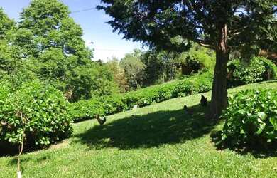 Imagem 10: Sítio - Bairro Carazal. 111.900m² de Área