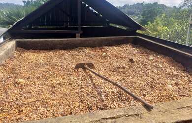 Imagem 6: Vendo Fazenda De Cacau Em Gandu