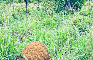Imagem 5: Fazenda à Venda no Município de Flores de Goiás