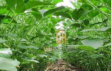 Imagem 6: Fazenda à venda, 6100 Hectares por R$ 770.000 - Zona Rural - Nova Maringá/MT