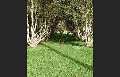 Imagem 6: Chácara com 8 dormitórios à venda, 18000 m² por R$ 1.100.000,00 -...