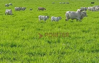 Imagem 11: Fazenda à venda, 6100 Hectares por R$ 770.000 - Zona Rural - Nova Maringá/MT