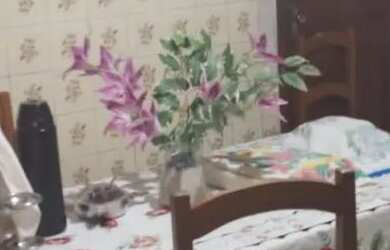 Imagem 7: Vendo ótima casa na cidade nova 5 we29