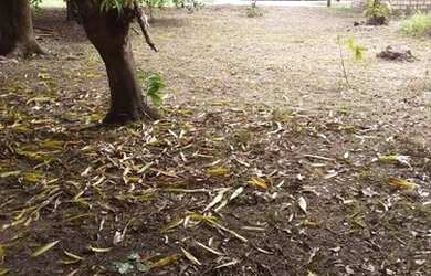 Imagem 2: Vendo Terreno 8x55 Em Jubim