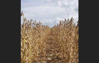 Imagem 13: Fazenda à venda, 6100 Hectares por R$ 770.000 - Zona Rural - Nova Maringá/MT