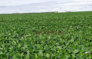Imagem 10: Fazenda à venda, 6100 Hectares por R$ 770.000 - Zona Rural - Nova Maringá/MT