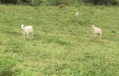 Imagem 3: Terra 3 alqueires fazenda