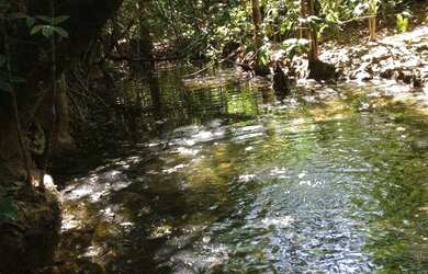 Imagem 2: OPORTUNIDADE ÚNICA Fazendinha de 38 hectares as margens da BR a 12 km...