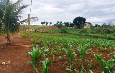Imagem 4: chacara em inhumas. 5.000m² de Área